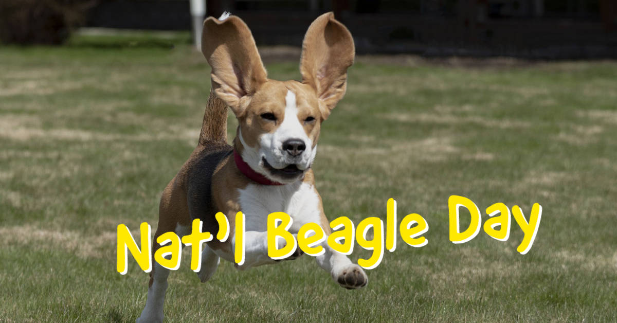 National Beagle Day