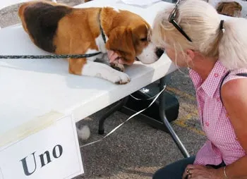 Uno -- Westminster winner, beagle