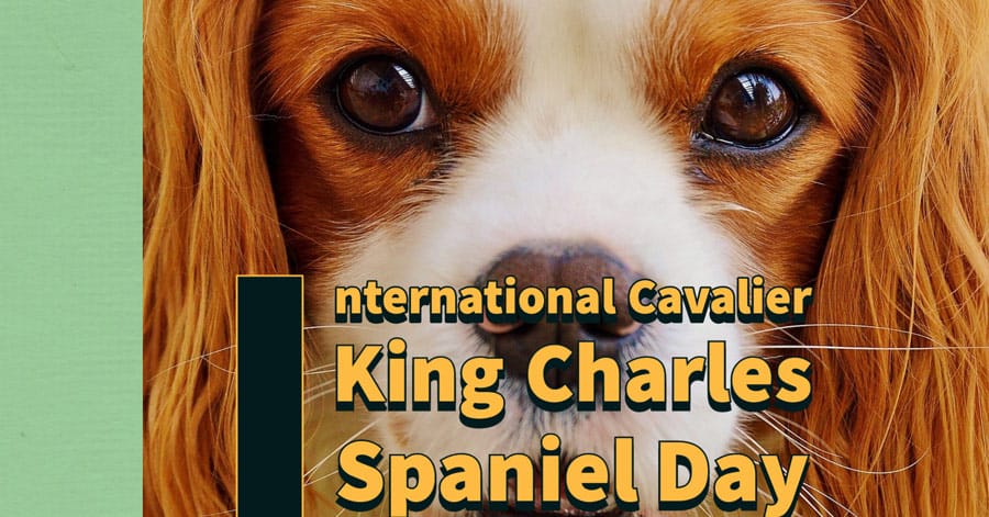 International Cavalier King Charles Spaniel Day - Pet Voice
