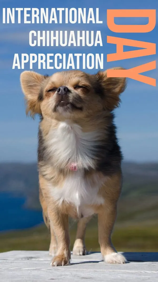 International Chihuahua Appreciation Day - Chihuahua Day