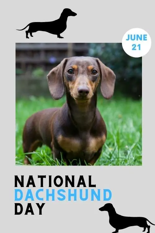 National Dachshund Day