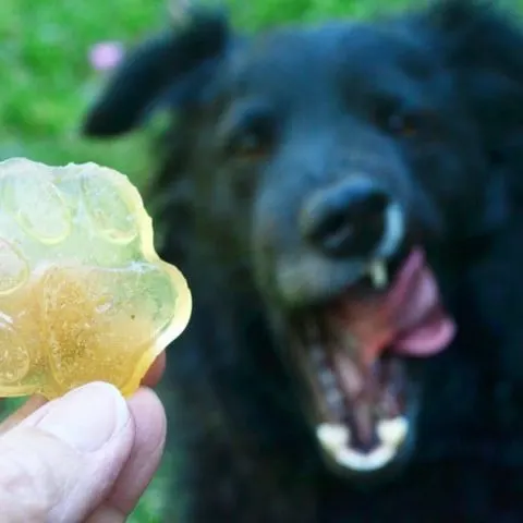 Broth Gummies for Dogs