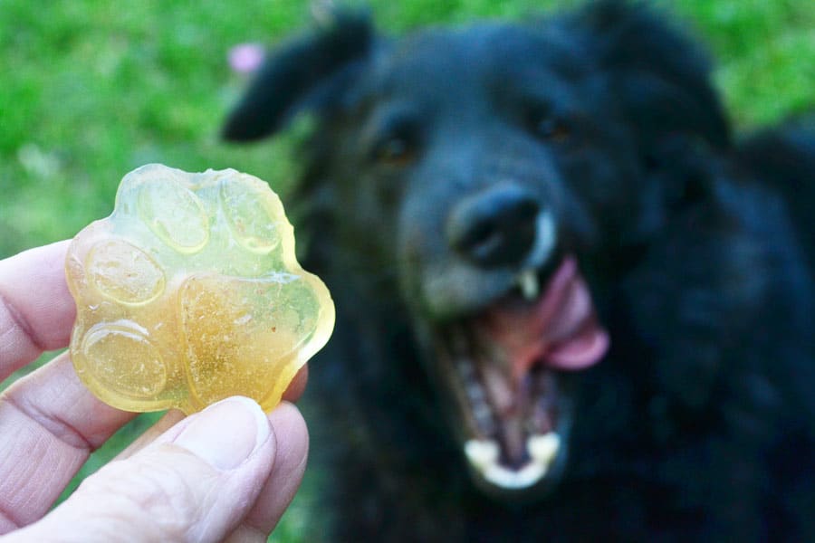 dog treat gummies with black dog in background licking lips