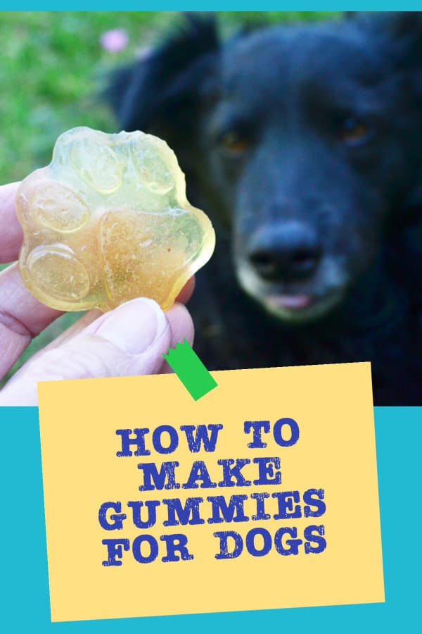 how to make gummies for dogs with closeup image of gelatin gummy and dog in the background