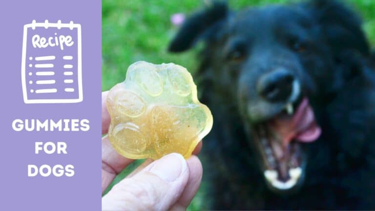 How to Make Gummies for Dogs