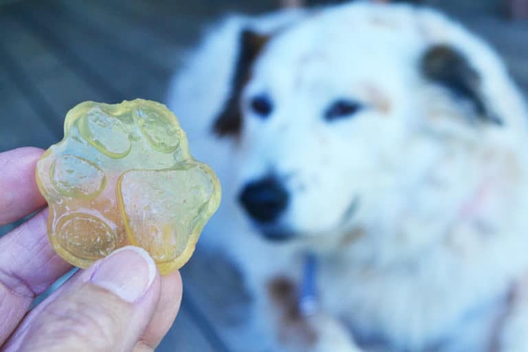 How to Make Gummies for Dogs