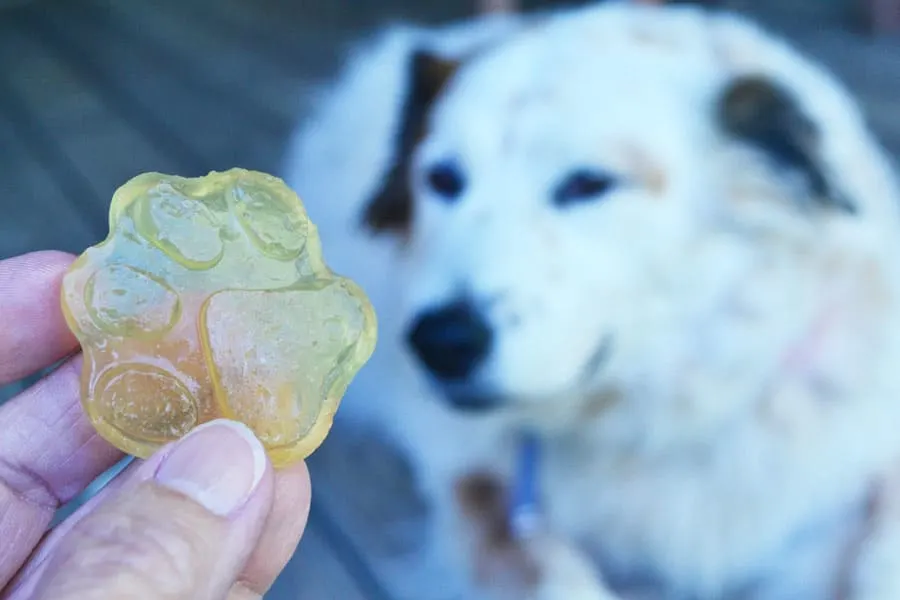 gummy dog treat