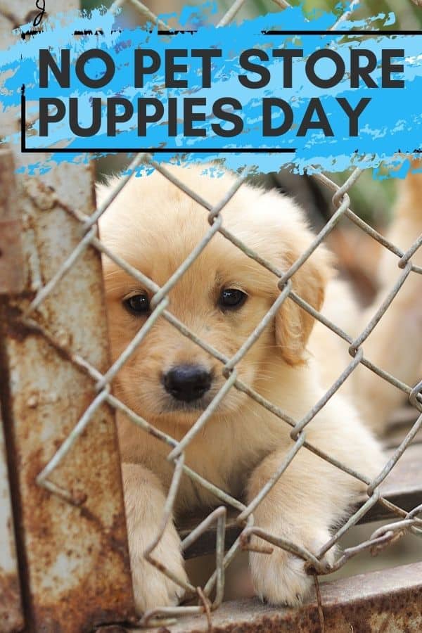 No Pet Store Puppies Day