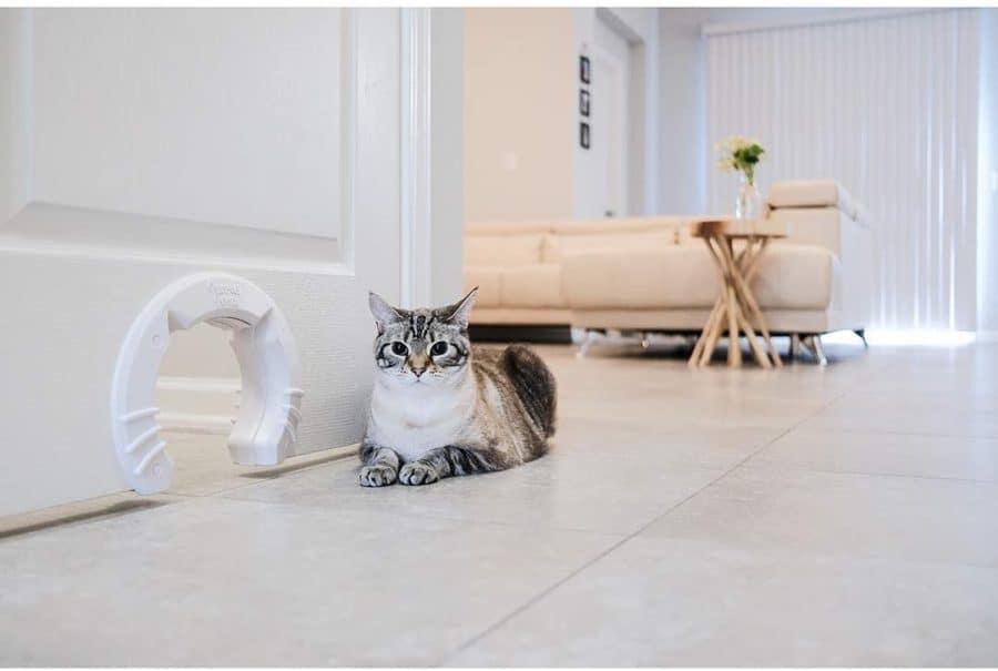 Cat door to keep dogs out of litter box