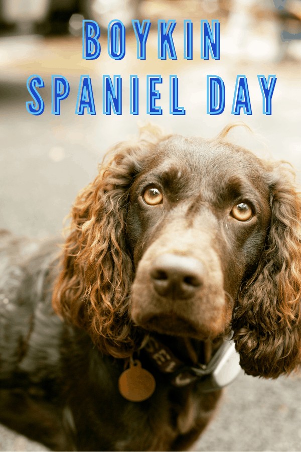Boykin Spaniel Day September 1