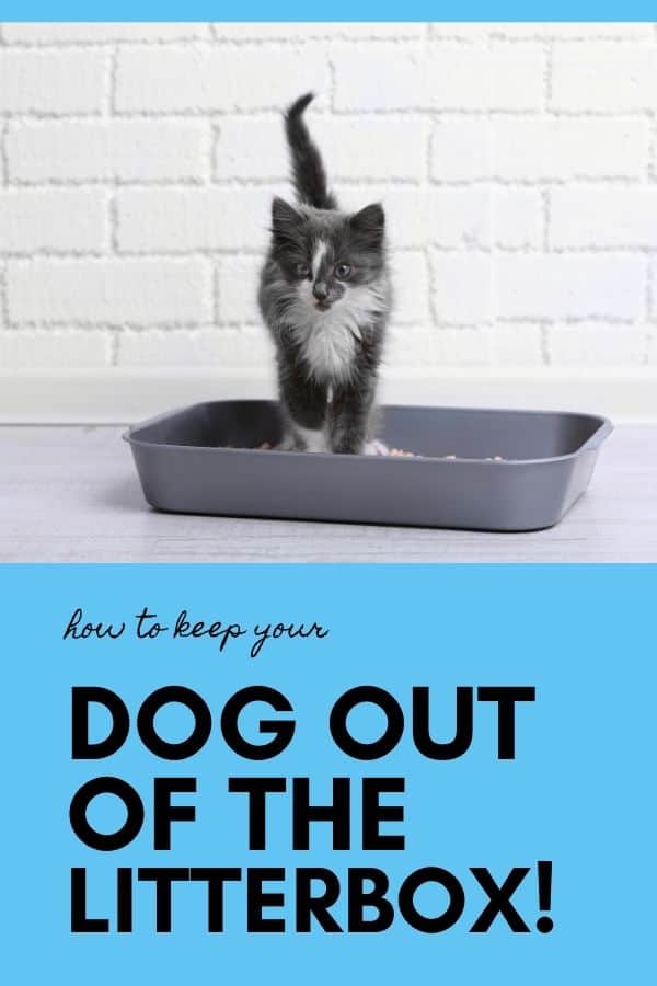 HOW TO KEEP YOUR DOG OUT OF THE LITTERBOX