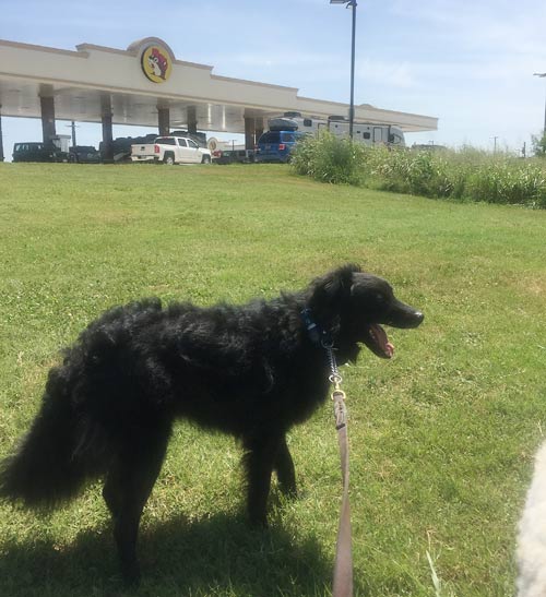 dog at rest stop