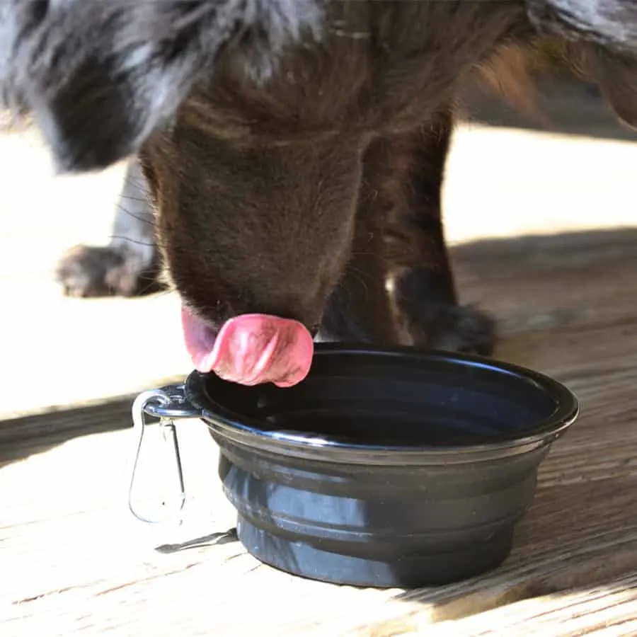 dog drinking water in travel bowl