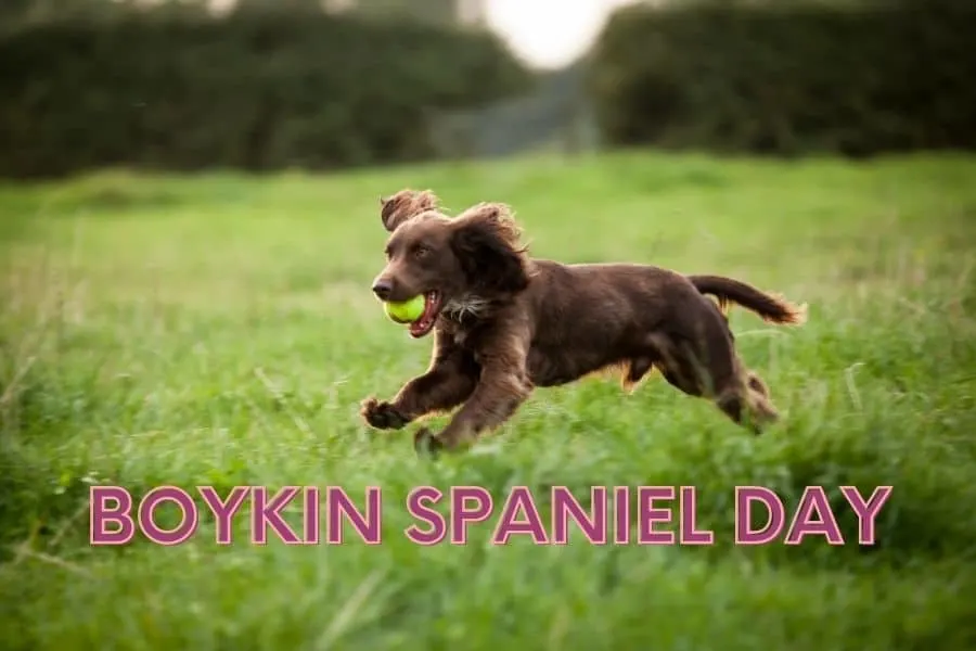 Boykin Spaniel Day