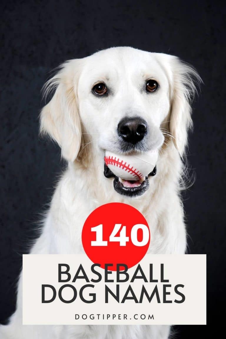 140+ Baseball Dog Names: Knock Your New Dog’s Name Out of the Park!