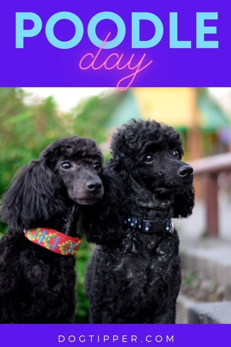 Poodle Day