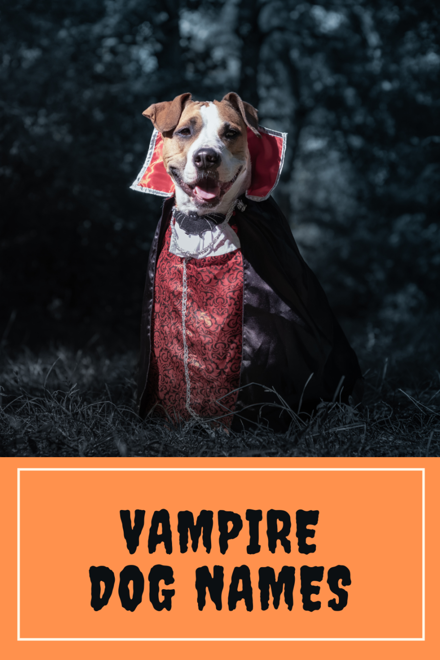VAMPIRE DOG NAMES