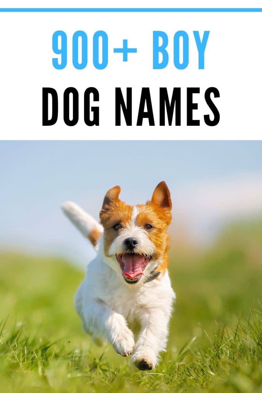 900+ Boy Dog Names for Your Good Boy!