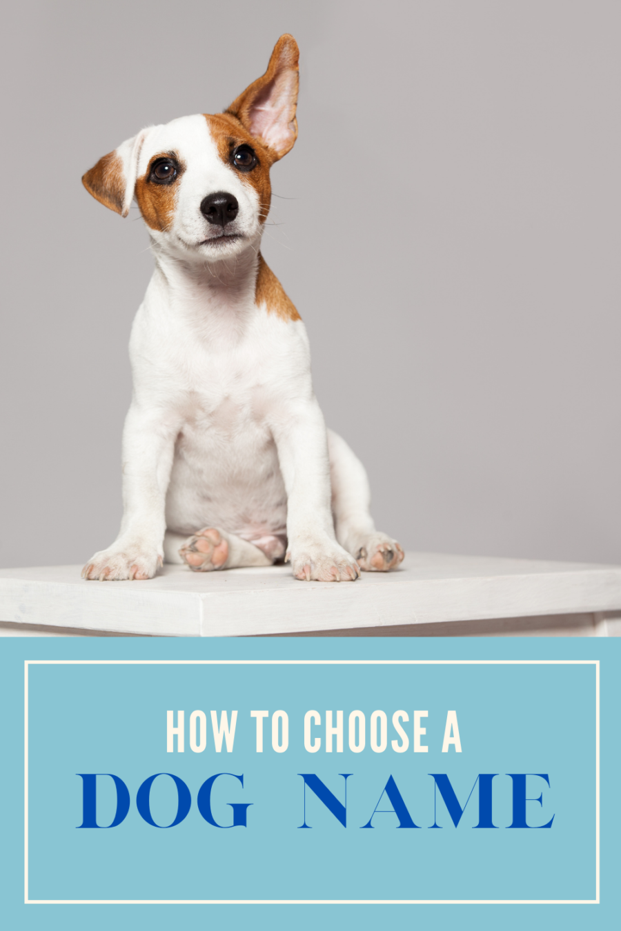 How to Choose a Name for a Dog: 8 Tips