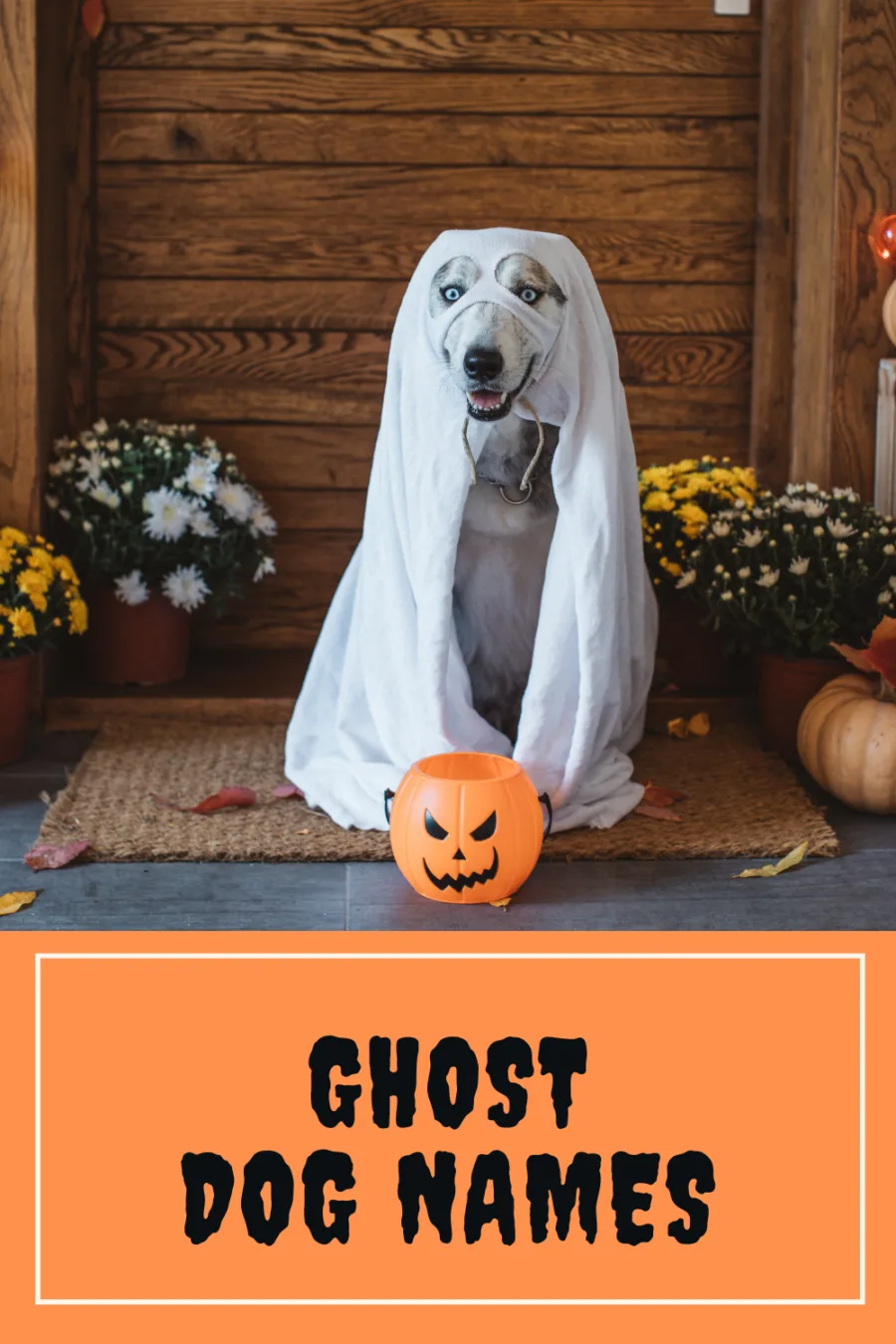 Ghost dog names -- great names for white dogs