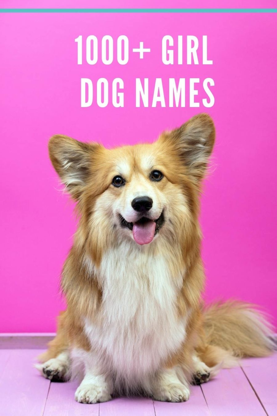 Girl Dog Names -- Over 1,000 classic female dog names