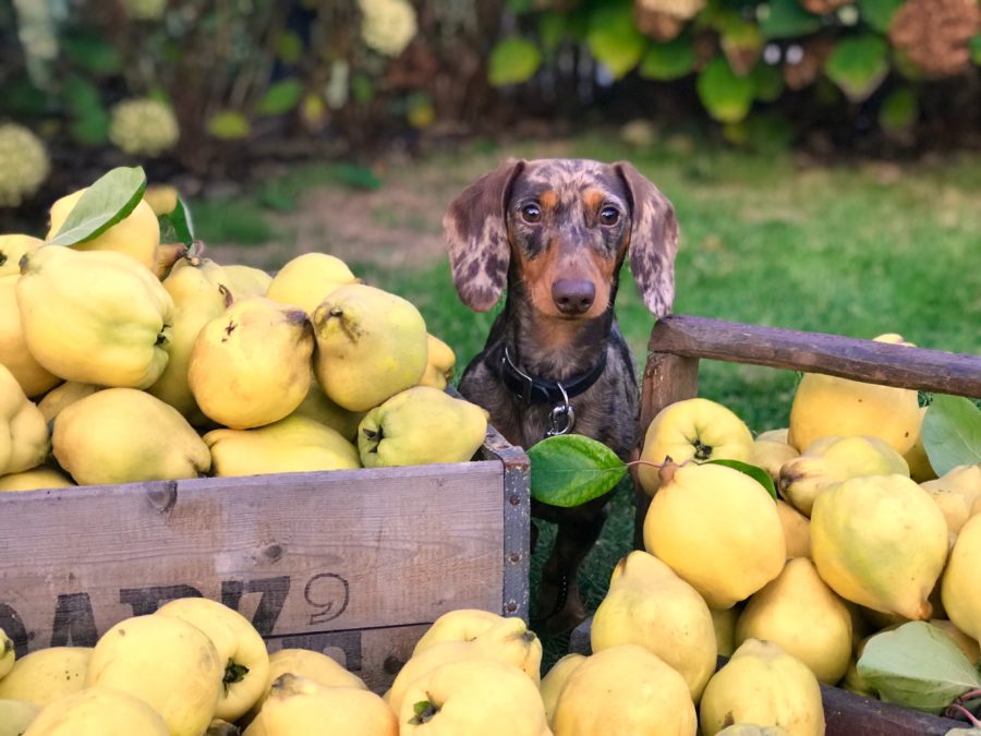 fruits safe for dogs to eat