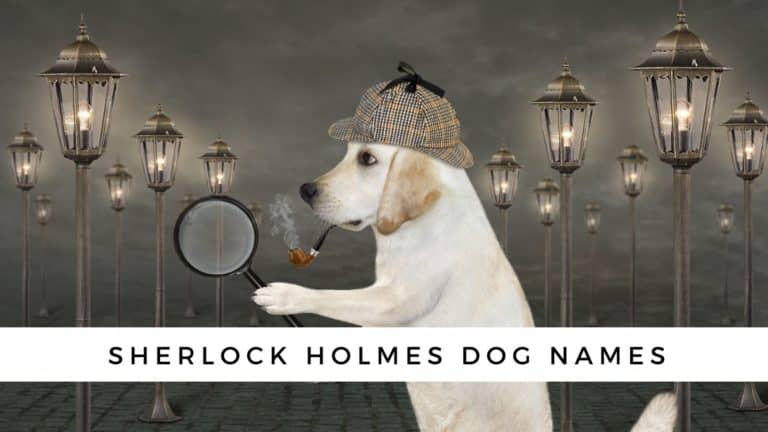 Sherlock Holmes Dog Names