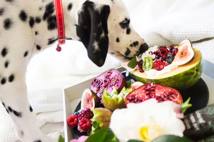 which fruits are safe for dogs to eat