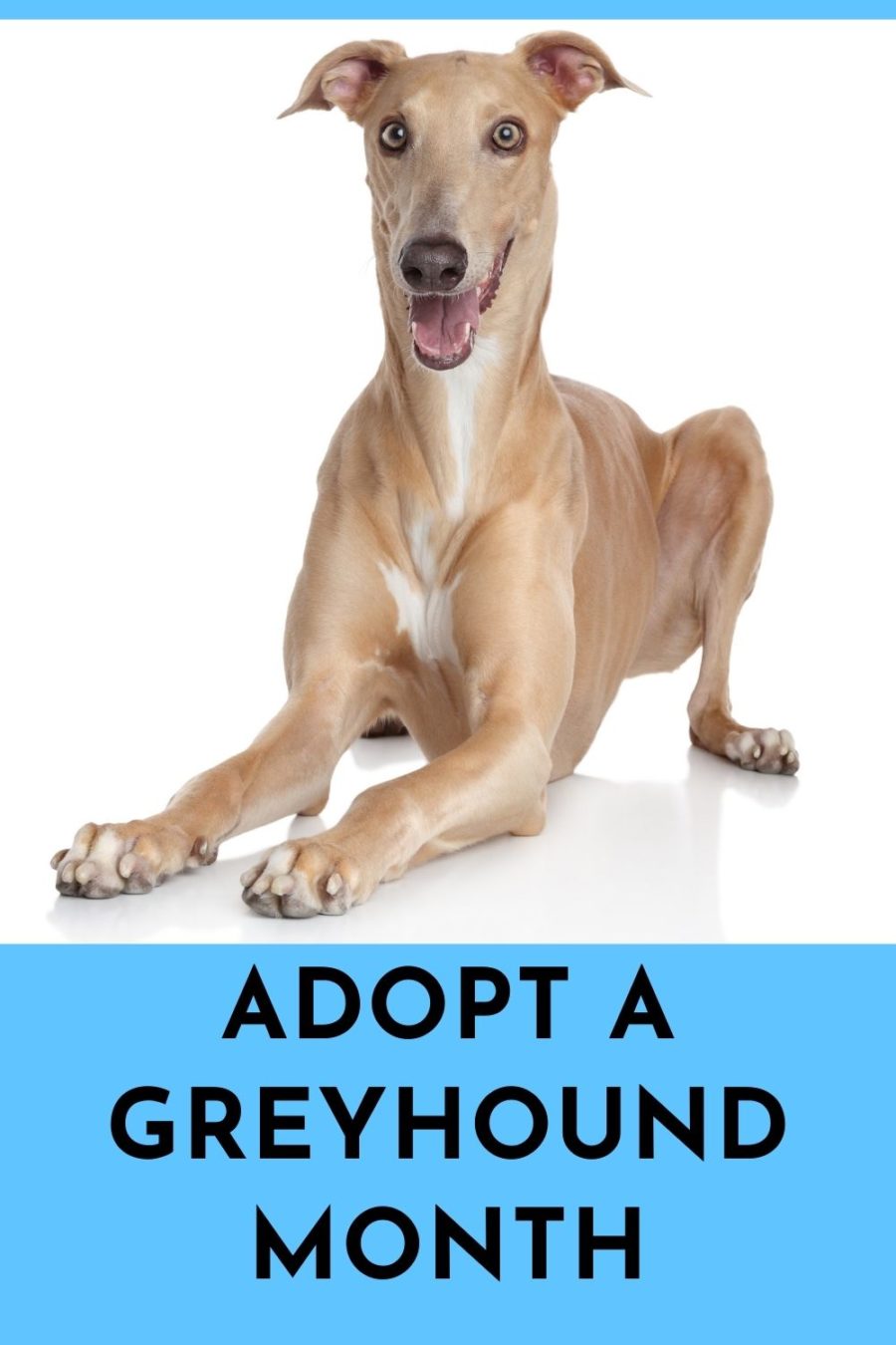 National Adopt-a-Greyhound Month