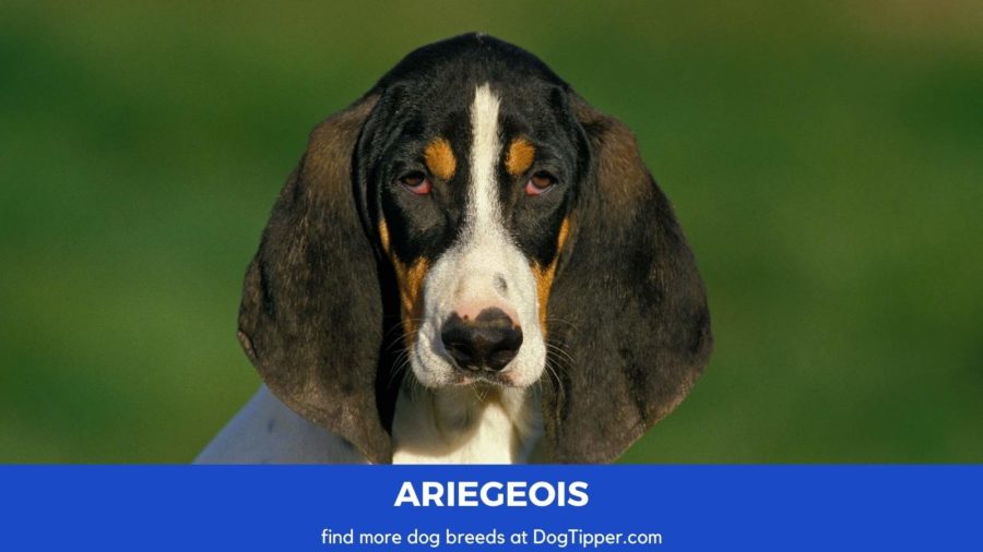 Ariegeois dog breed