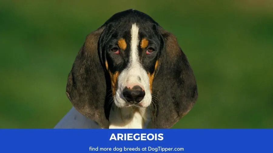 Ariegeois dog breed