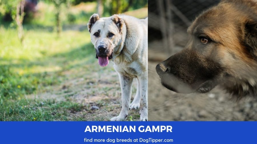 Armenian Gampr