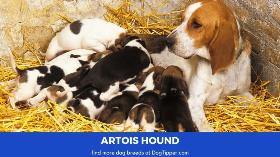 Artois Hound