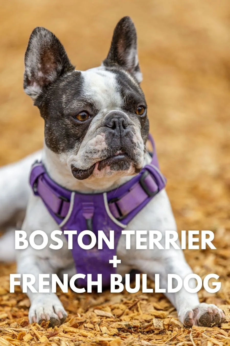 Frenchton -- French Bulldog and Boston Terrier cross or hybrid mixed dog breeds