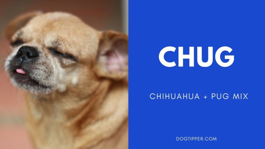 Chug: mixed dog breeds