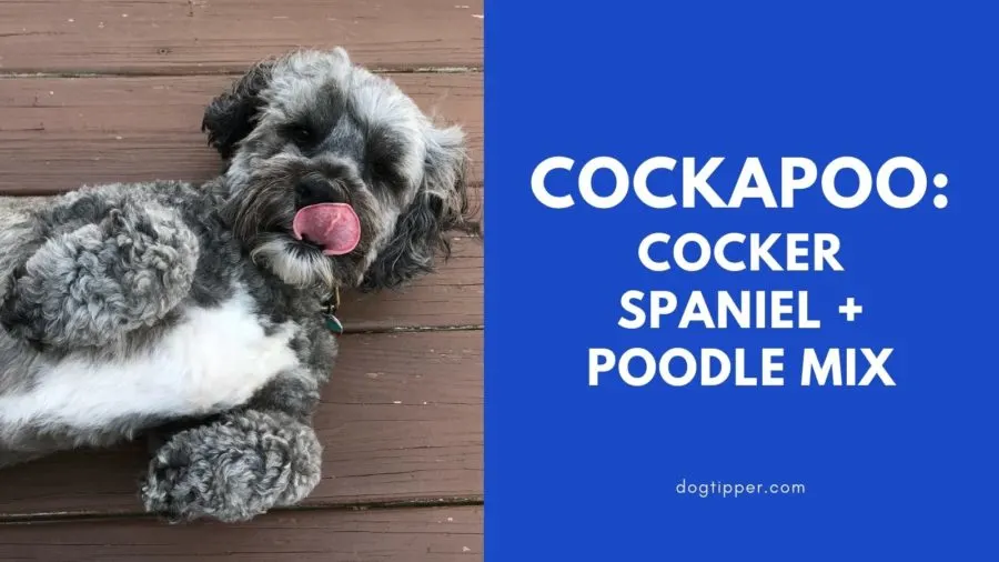 Cockapoo: Cocker Spaniel and Poodle mix