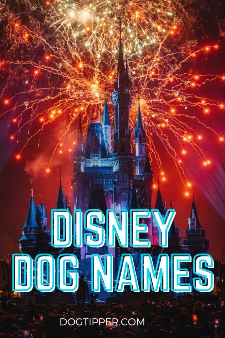 Disney Dog Names: Magical Names from the House of Mouse!