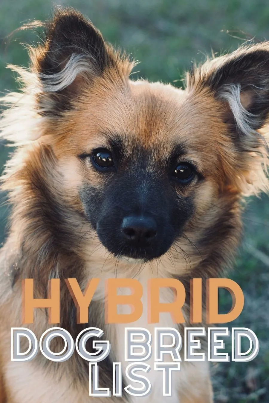 Mixed Dog Breeds: list of 100s of hybrid dog breeds