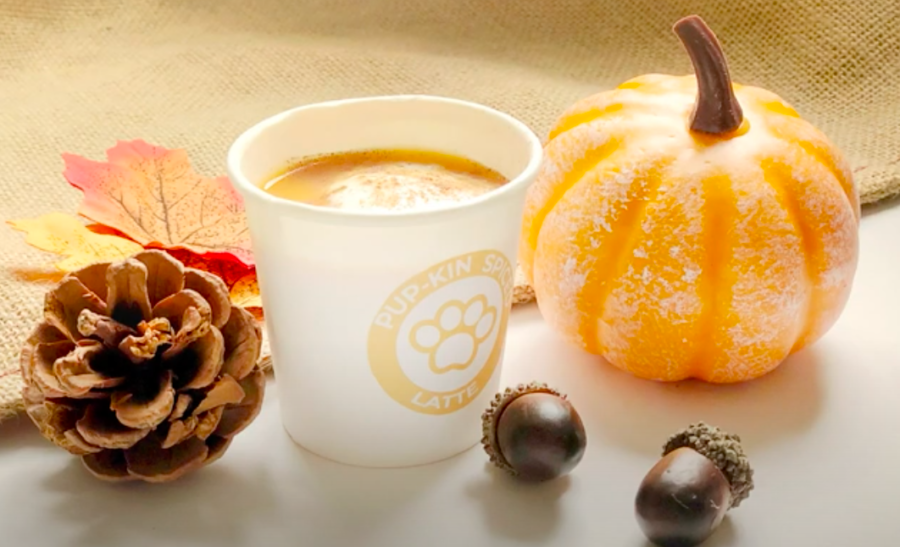 Pumpkin Latte for Dogs with image showing small cup