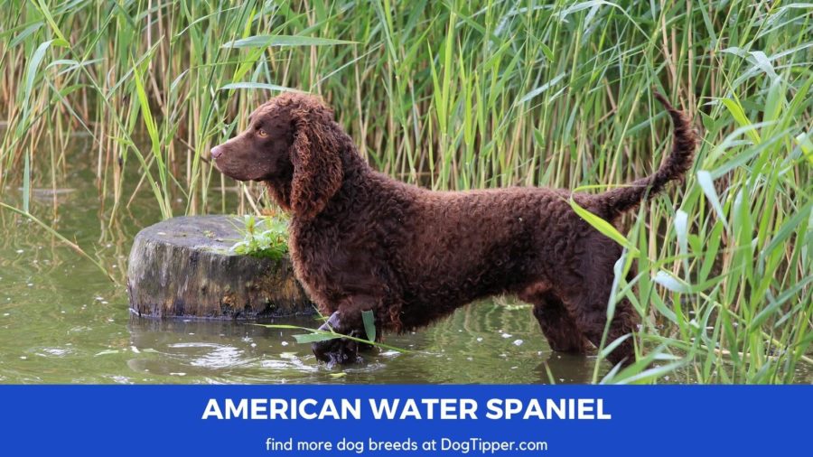 American Water Spaniel