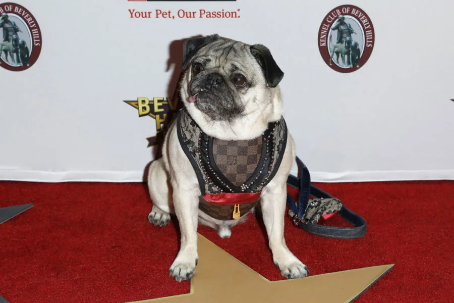 Doug the Pug at the Beverly Hills Dog Show Presented by Purina at the LA County Fairplex on February 29, 2020 in Pomona, CA — Photo by Jean_Nelson