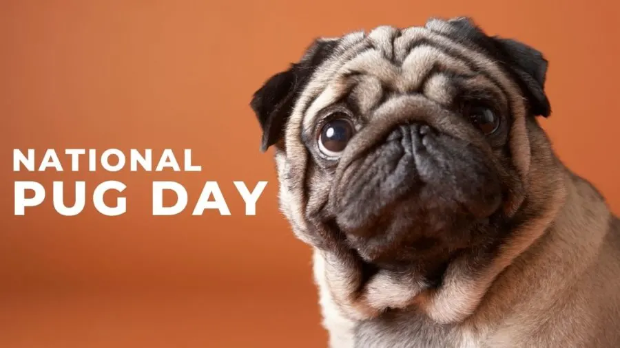 national pug day