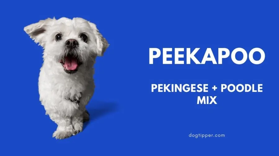 Peekapoo - Pekingese and Poodle dog mix