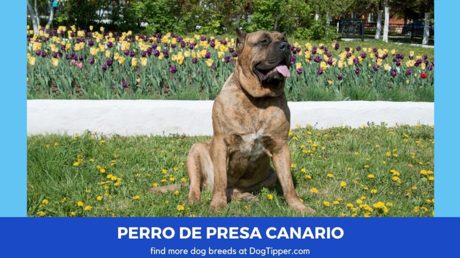 what is the temperament of a perro majorero