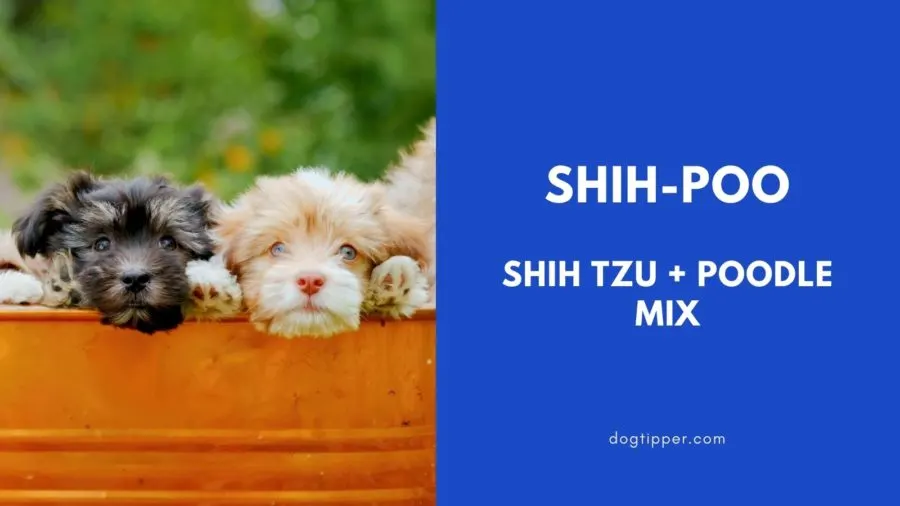 Shih-Poo: Shih Tzu and Poodle mix 