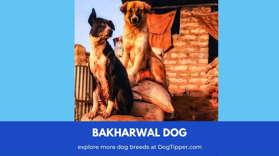 Bakharwal Dog in India