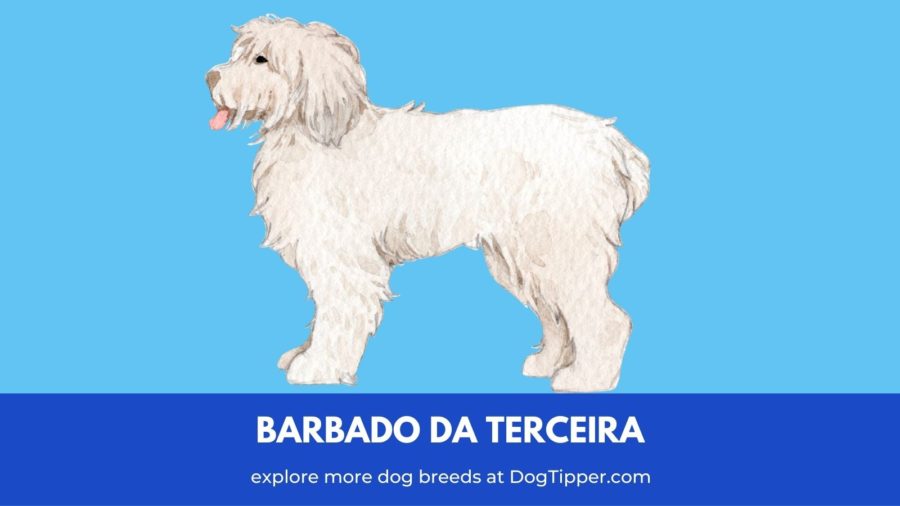 Barbado da Terceira, dog breed in Portugal