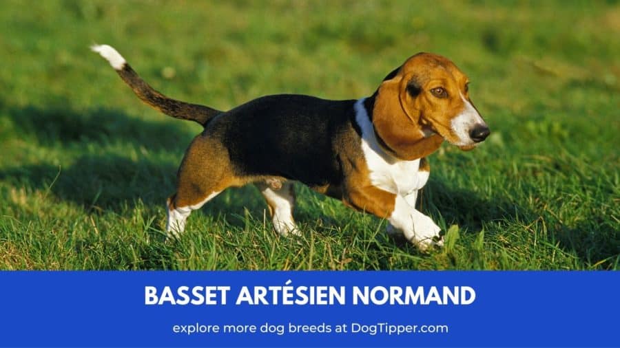 Basset Artésien Normand