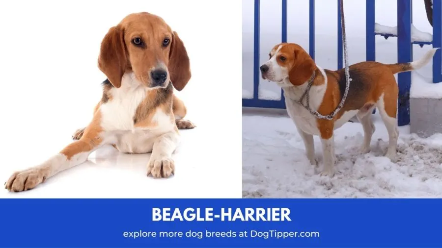 Beagle-Harrier