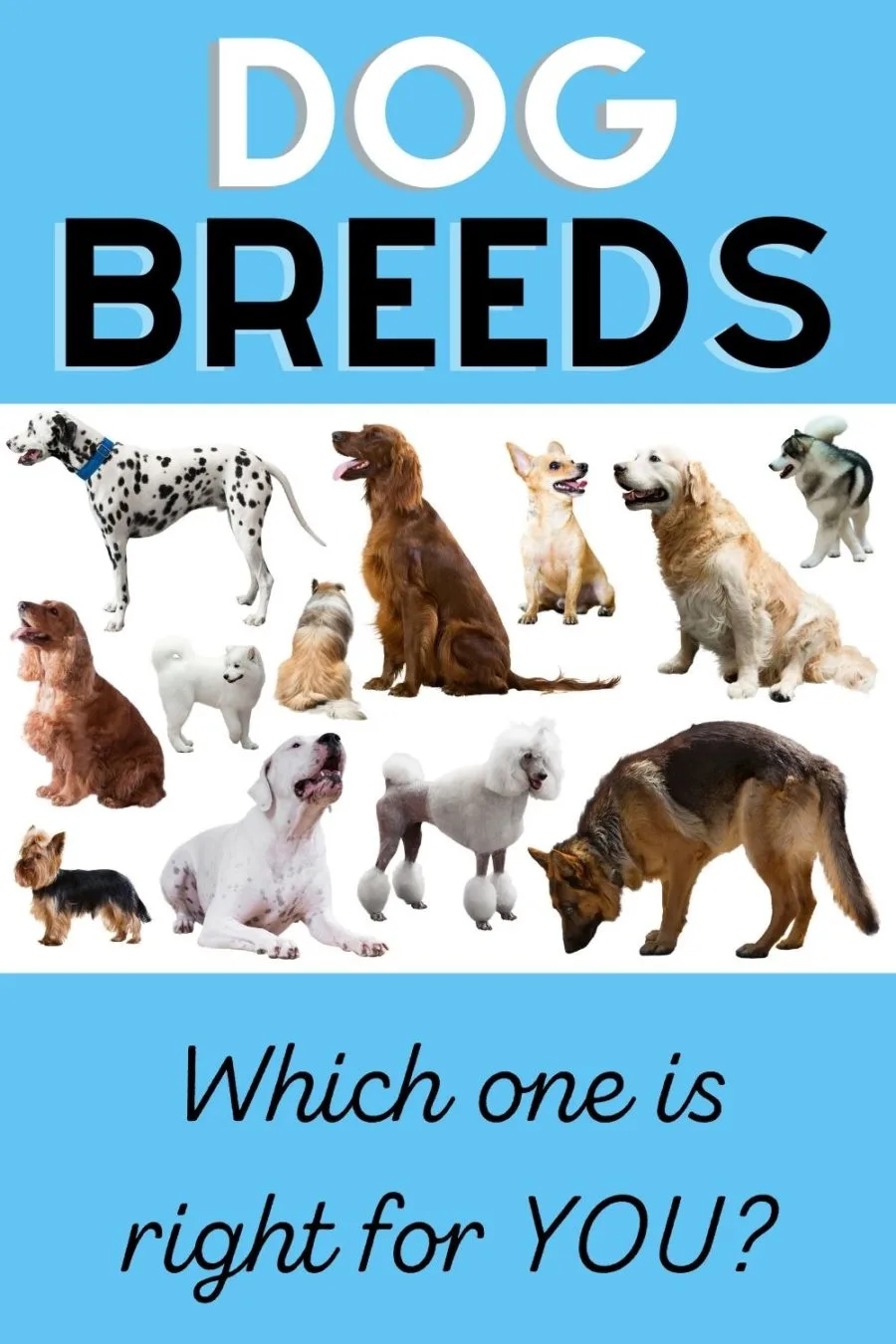 Dog breeds - which one is right for you?